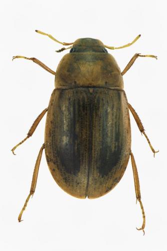 Réf. 187 923 : Helochares lividus